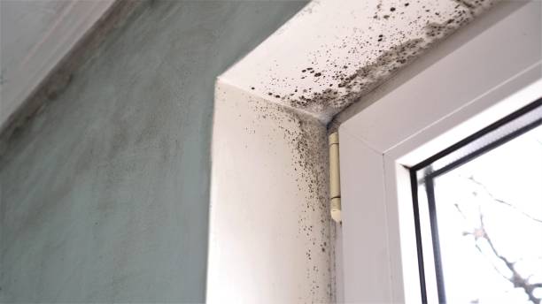 Professional Mold Removal in Crescent Springs, KY