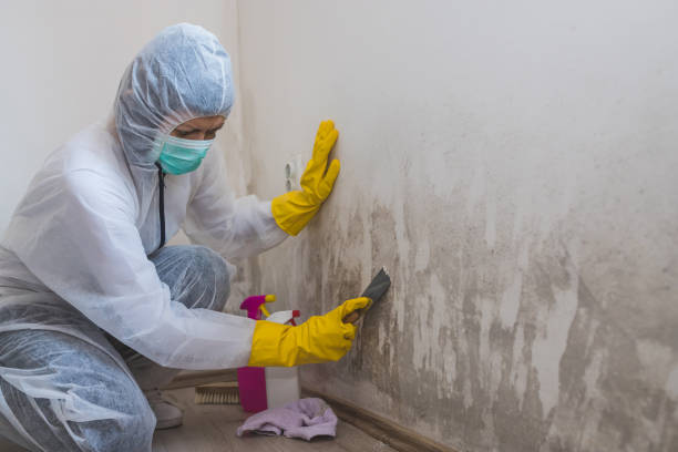 Best Black Mold Removal  in Crescent Springs, KY