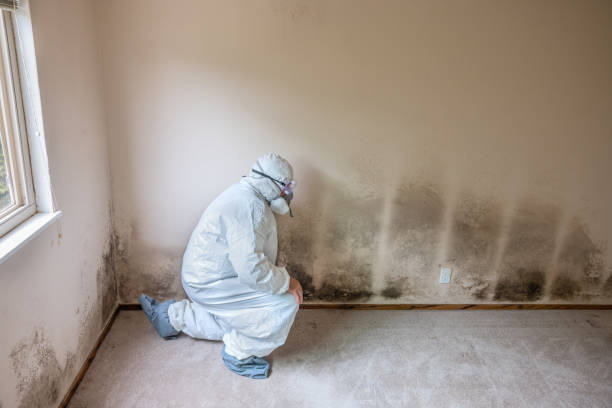 Best Same-Day Mold Removal  in Crescent Springs, KY